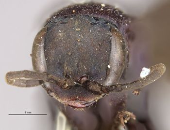 Media type: image;   Entomology 10010 Aspect: head frontal view